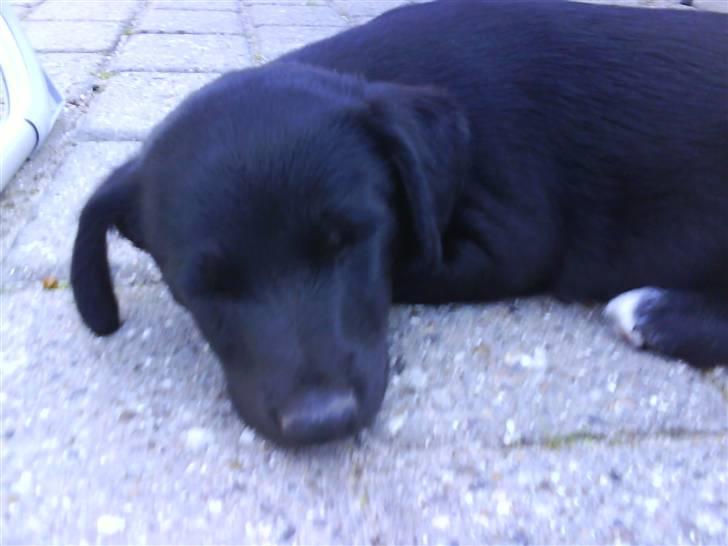 Blanding af racer Frida billede 6