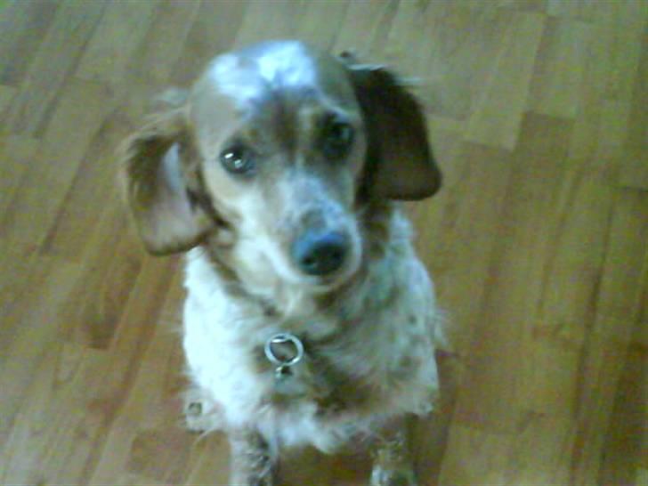 Breton ronja<3 billede 1