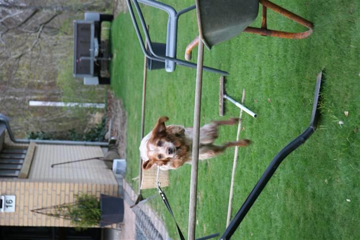 Breton ronja<3 billede 2