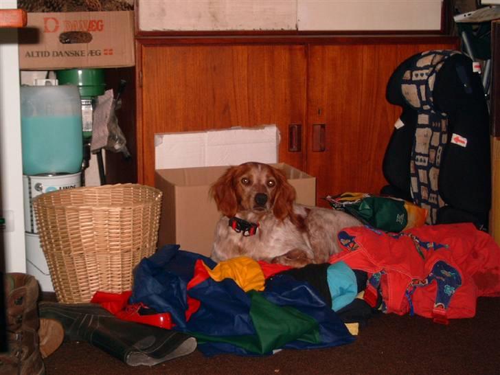 Breton ronja<3 billede 3