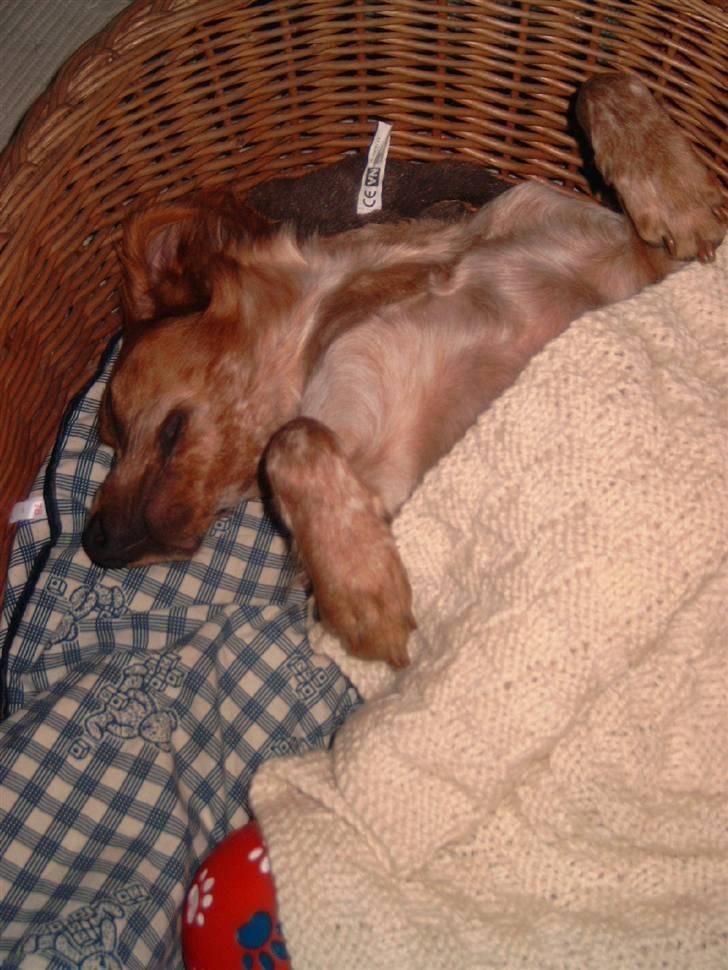 Breton ronja<3 billede 4