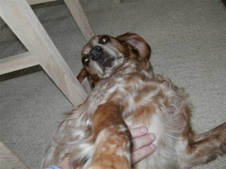 Breton ronja<3 billede 5