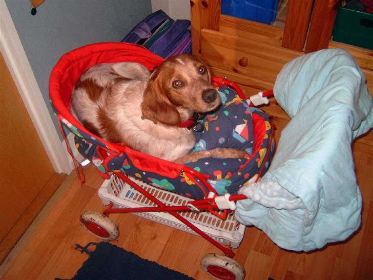 Breton ronja<3 billede 7