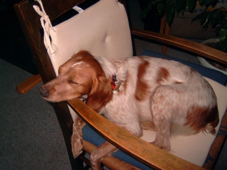 Breton ronja<3 billede 8