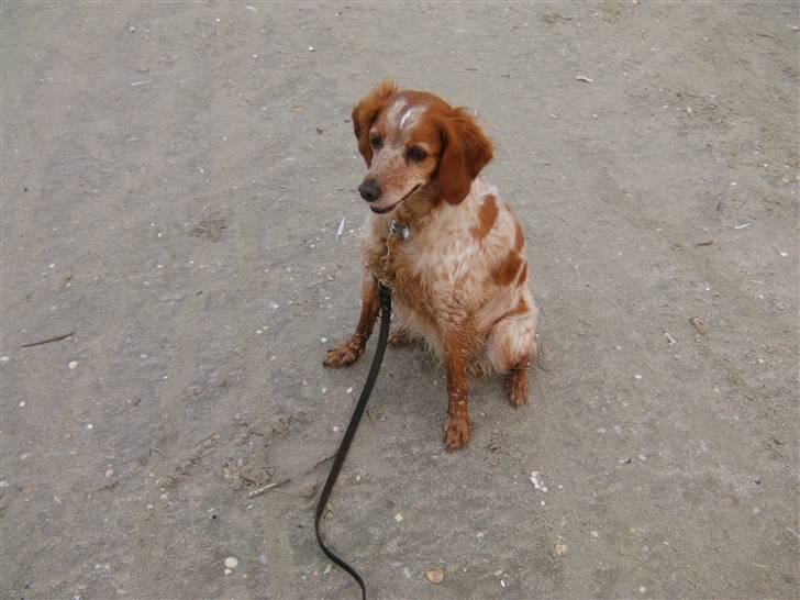 Breton ronja<3 - sidder på Rømø billede 9