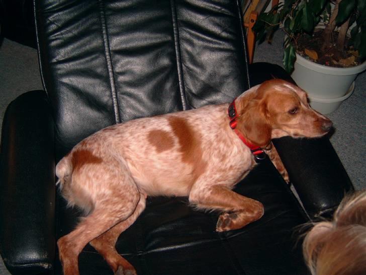 Breton ronja<3 - slapper af i far´s lænestol. billede 10