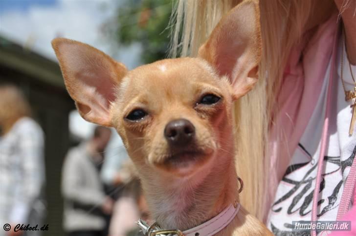 Chihuahua Mira - solen er min bedste ven :) billede 1