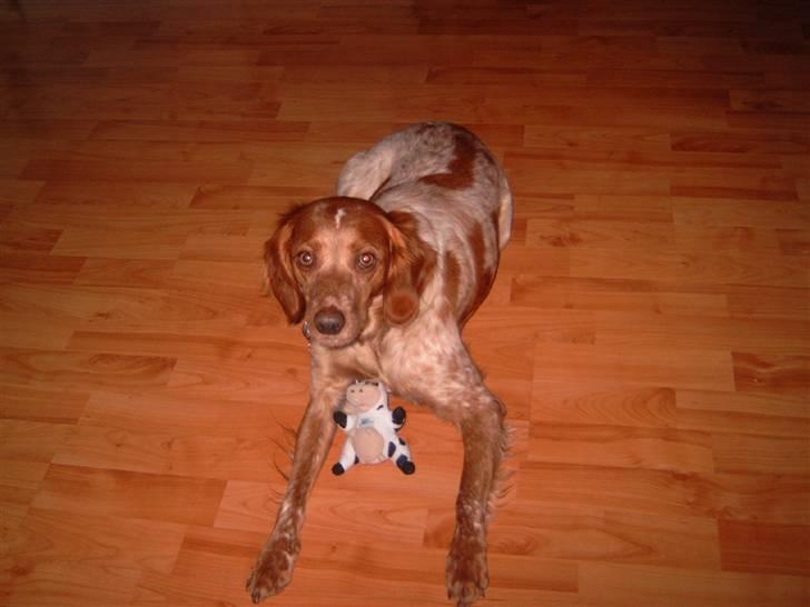 Breton ronja<3 - slapper af med min nyebamse på skødet.. billede 11