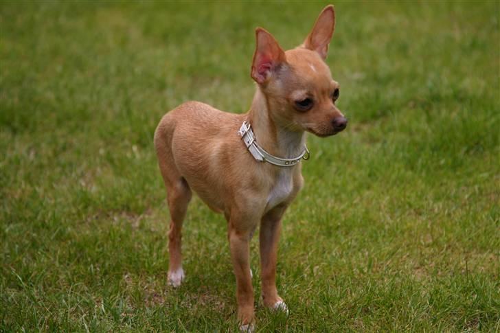 Chihuahua Mira - uh hvor mon Lucius bliver af? billede 2