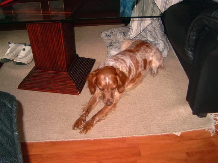 Breton ronja<3 billede 12