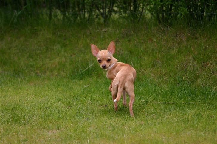 Chihuahua Mira - jeg snor mig sørme! billede 3