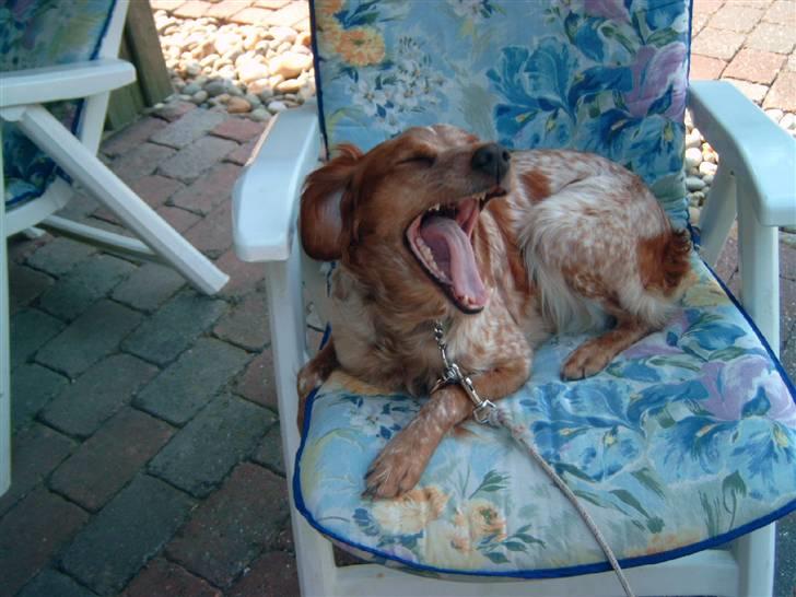 Breton ronja<3 - ja jeg er sørme meget træt.. billede 13