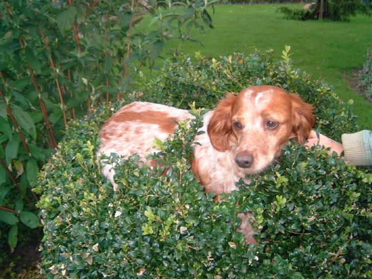 Breton ronja<3 billede 14