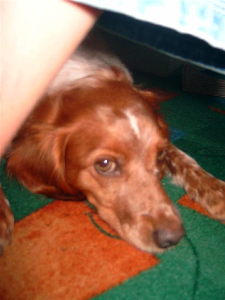 Breton ronja<3 - den er lidt træt så ligger lige og hviler lidt.. billede 15