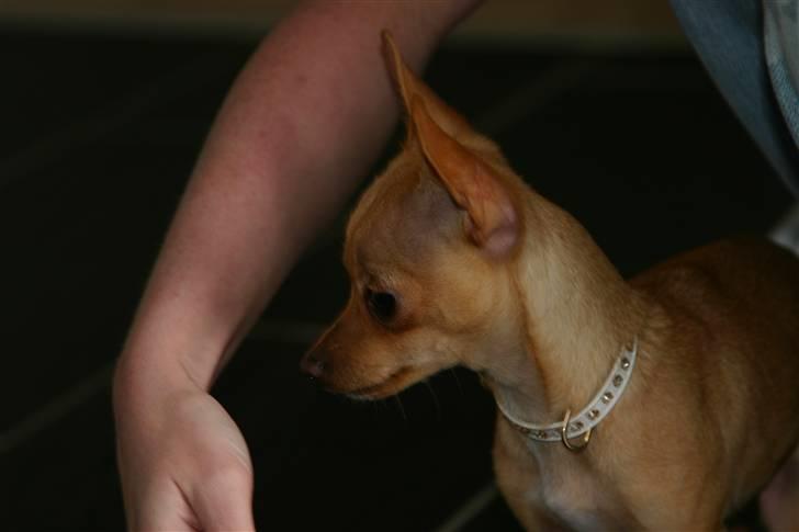 Chihuahua Mira - ja ja jeg kan godt stå pænt... eller billede 5