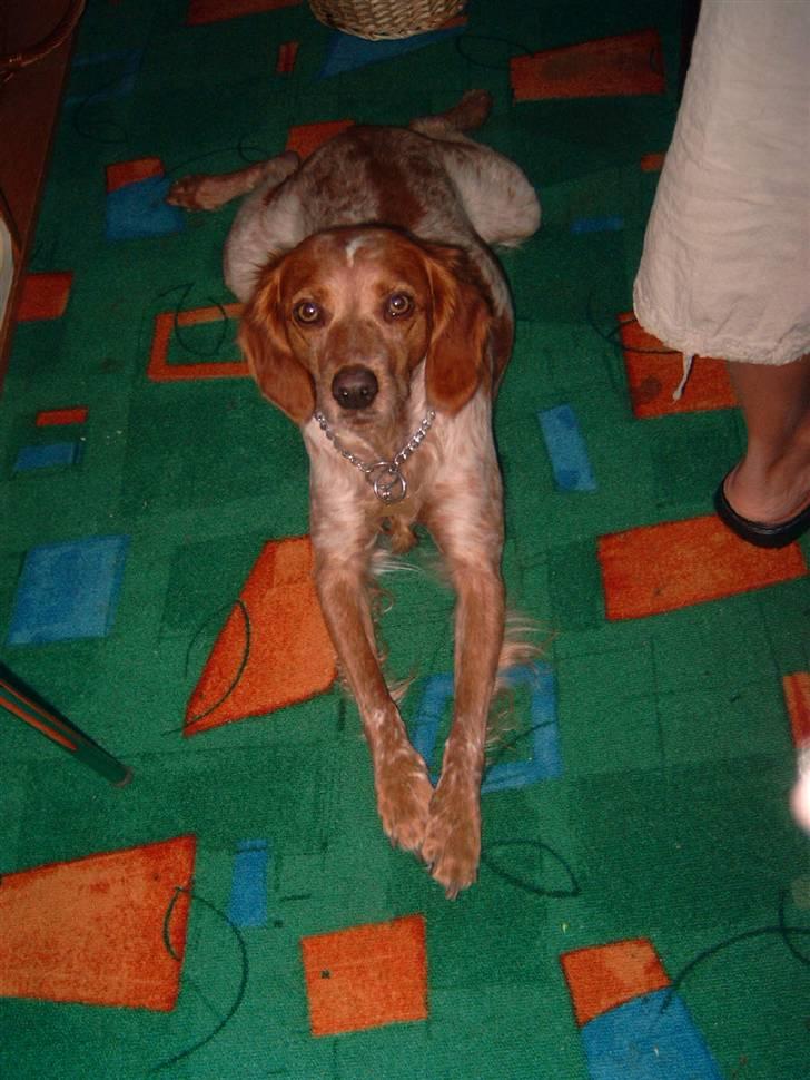 Breton ronja<3 - ligger og kigger..  billede 16