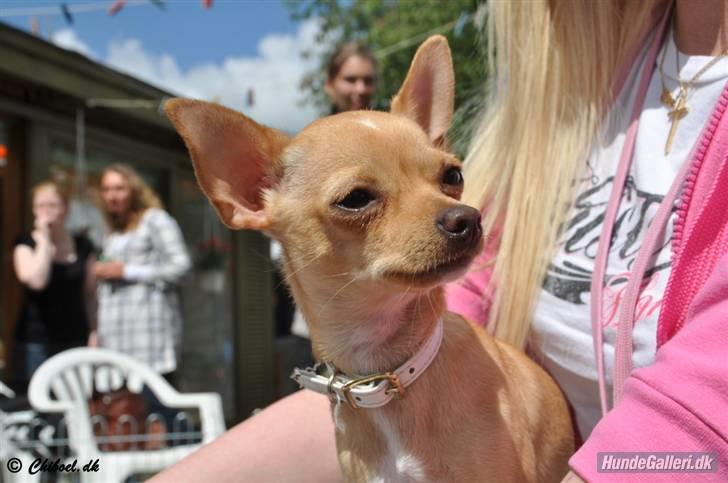 Chihuahua Mira billede 6
