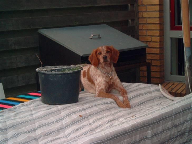 Breton ronja<3 - Ronja der ligger på vores havebord.! hehe skøre hund billede 17