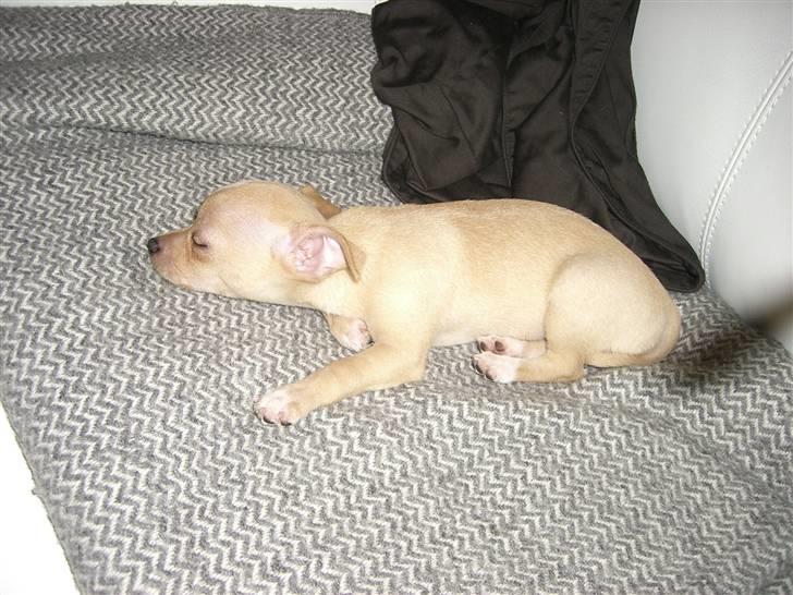 Chihuahua Mira - damn det er hårdt at være en champagne prop! billede 7