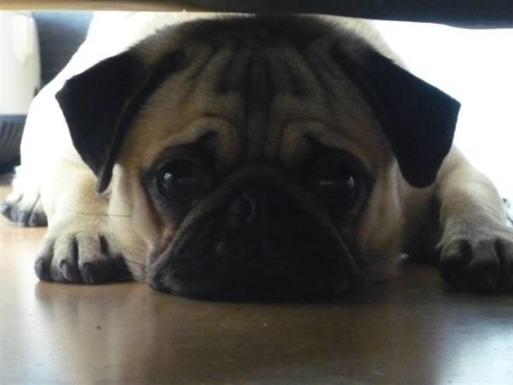 Mops Samson billede 1