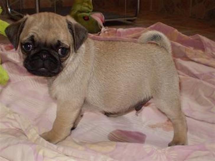 Mops Samson - ja jeg tisser....hvog jeg er pænt ligeglad billede 2