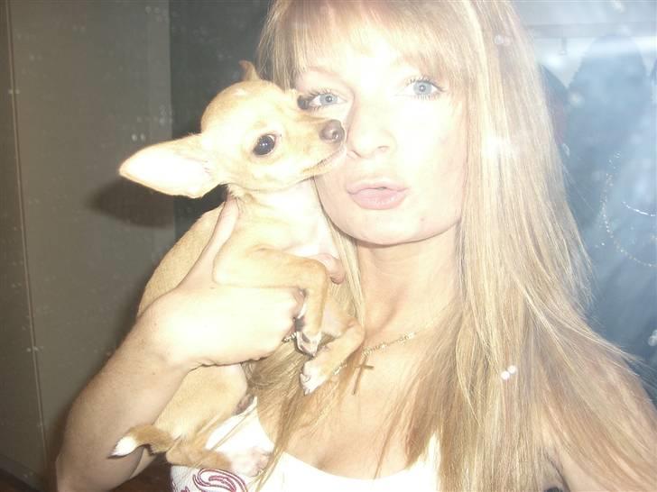 Chihuahua Mira - Mor jeg bider dig i næsen, hvis du ikke stopper med at tage fotos! JEG MENER DET!!! billede 8