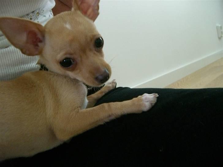 Chihuahua Mira - Jeg kan godt ligge stille uden at sove....nogen gange he he i ca. 3 sekunder billede 9