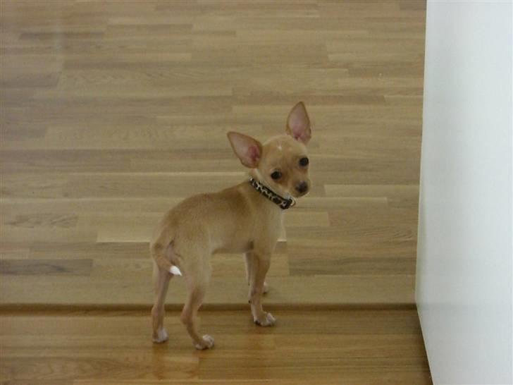 Chihuahua Mira - Hvad?  billede 10