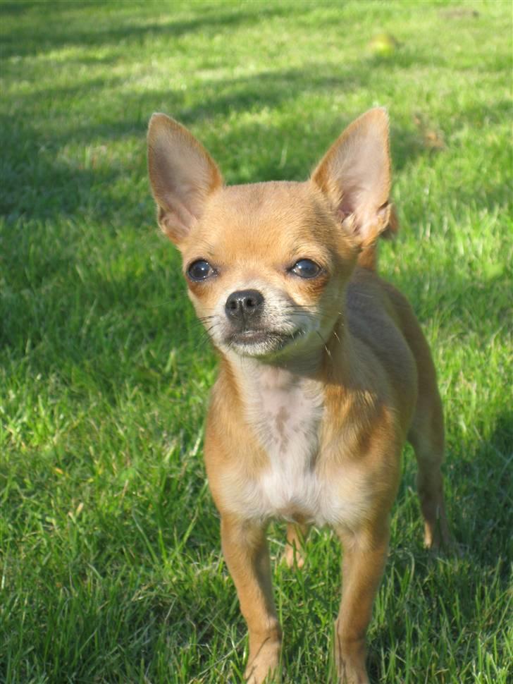 Chihuahua Arabella billede 5