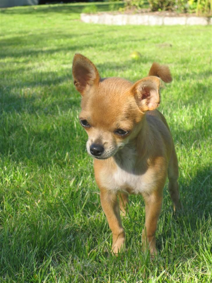 Chihuahua Arabella - Hvad er nu det for noget?  billede 6