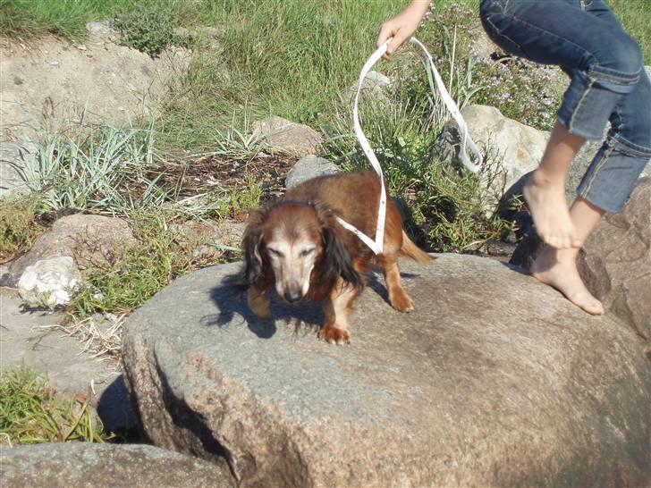 Dværggravhund Heiko RIP - ahhh den dejlige SOL!(-: billede 14