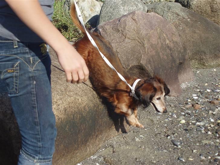 Dværggravhund Heiko RIP - også en to tre hop ! billede 15