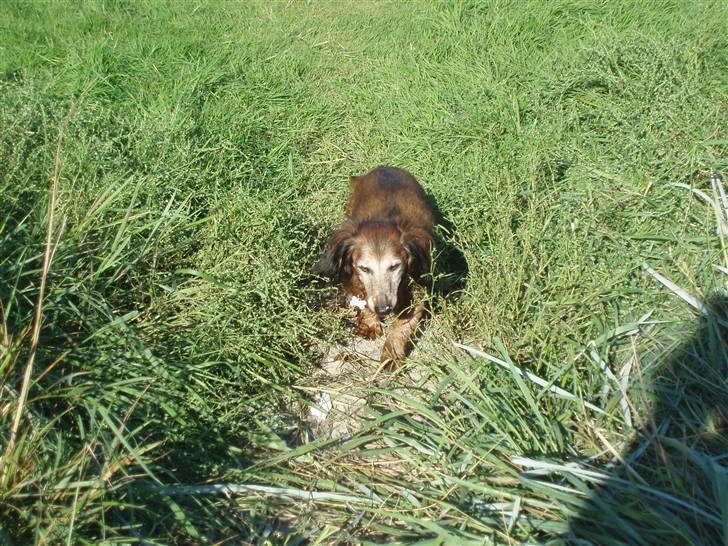 Dværggravhund Heiko RIP - uhh hvad var det for en duft billede 17