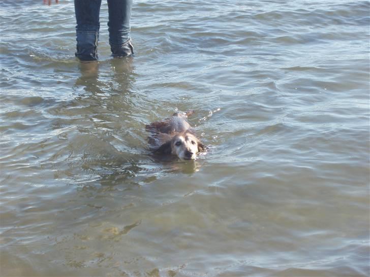 Dværggravhund Heiko RIP - svømme svømme svømme jeg elsker at svømme billede 18