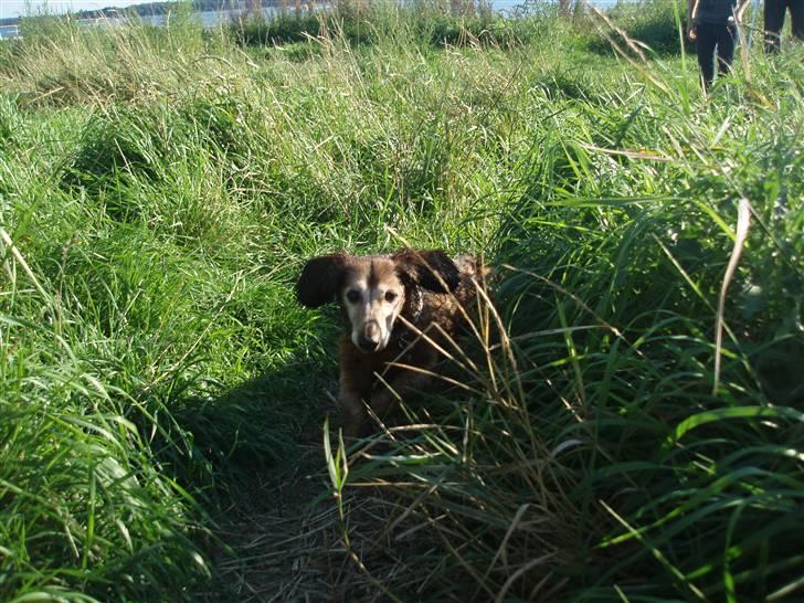 Dværggravhund Heiko RIP - jeg er i en jungle uuhh billede 19