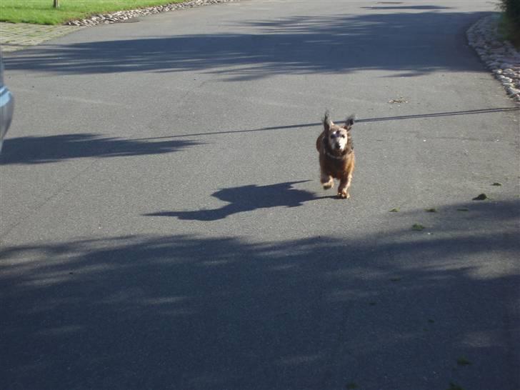 Dværggravhund Heiko RIP - jeg er en racerbil !!! nønnøn! billede 20