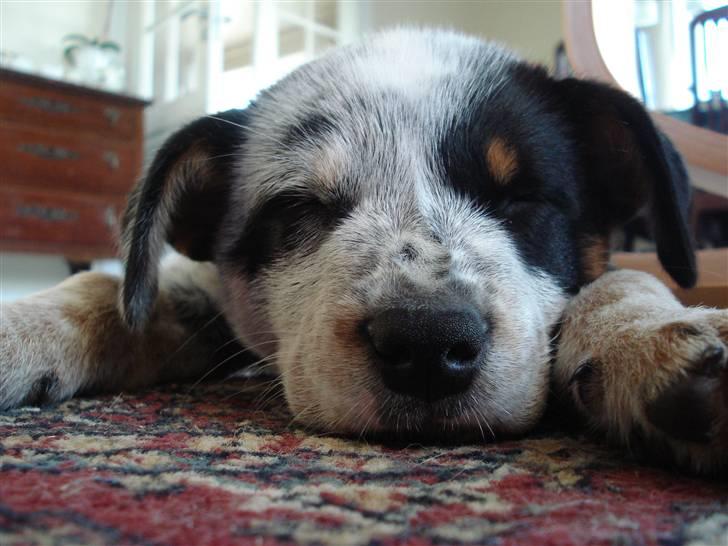 Australsk cattledog Max - Max gået død på et tæppe dagen efter vi fik ham :o) billede 1