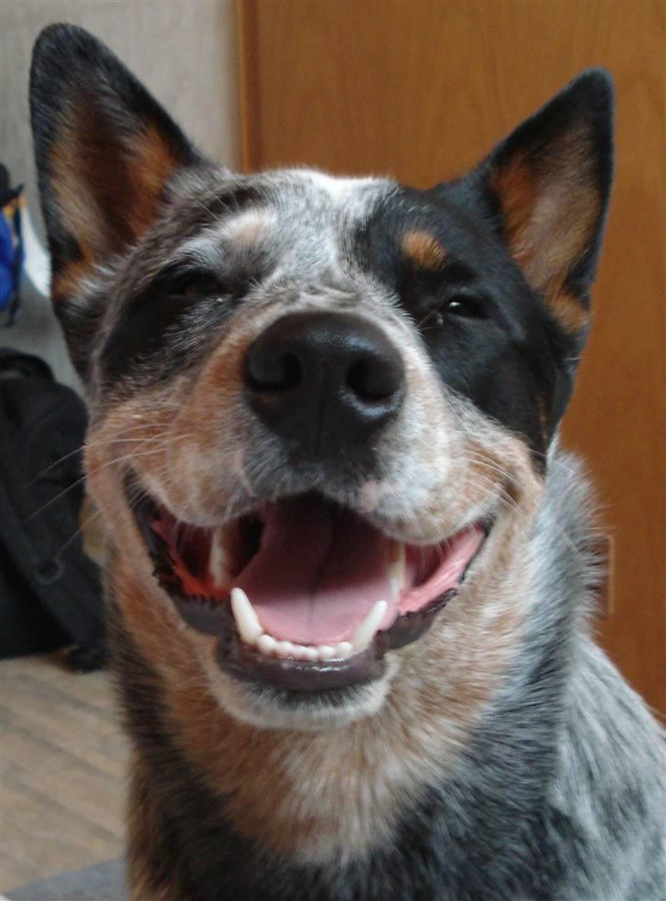 Australsk cattledog Max - Det smukkeste smil der findes!!!! billede 2