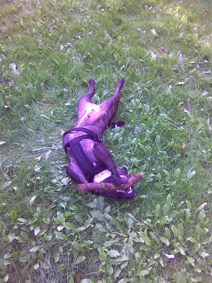 Staffordshire bull terrier aya billede 13