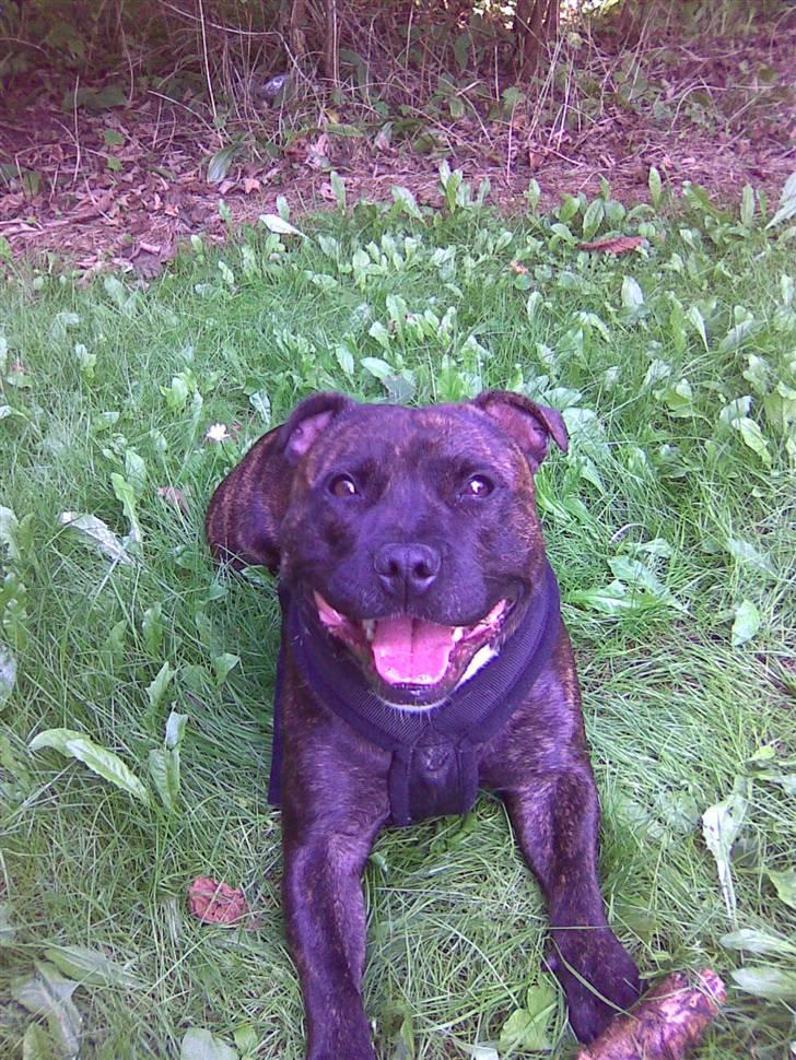 Staffordshire bull terrier aya billede 14