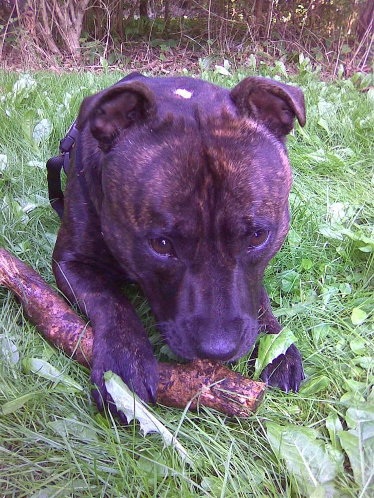 Staffordshire bull terrier aya billede 15