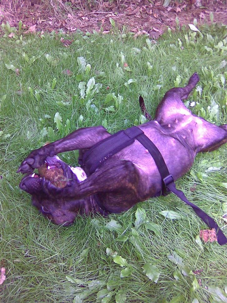 Staffordshire bull terrier aya billede 16