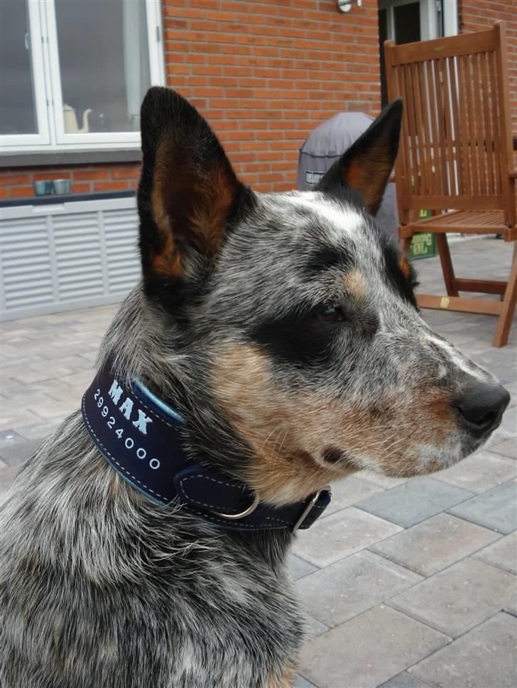 Australsk cattledog Max billede 3