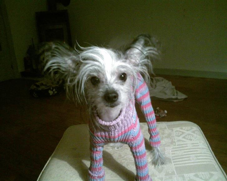 Chinese crested hårløs Cronhammar's Imperial China - Wilhelm med sin nye hjemmestrikkede dragt i vinters. Han ligner en lille isbjørn i hovedet med al den pels <3 billede 2