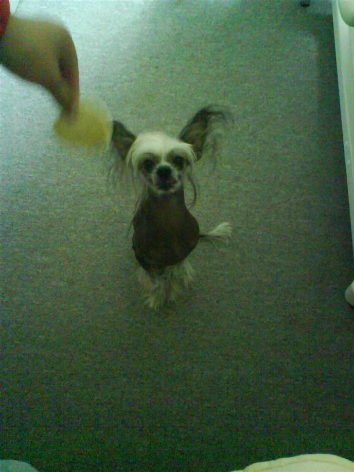 Chinese crested hårløs Cronhammar's Imperial China - - men pludselig kom Lotte med hans yndlings svamp som han ikke må lege med for mor <3 billede 3