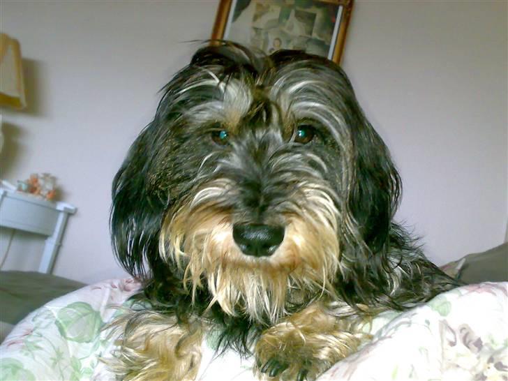 Gravhund Frida billede 11