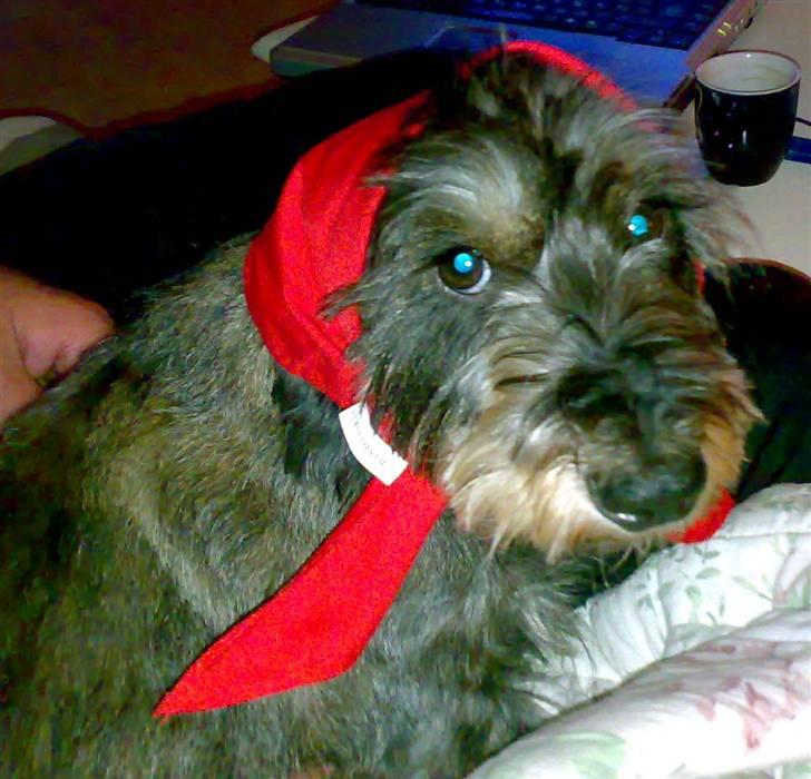 Gravhund Frida billede 12