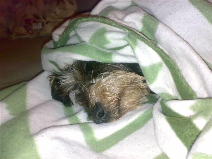 Gravhund Frida billede 13