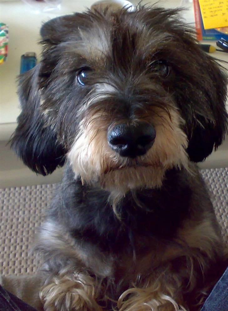 Gravhund Frida billede 14