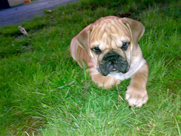 Blanding af racer Aja - Ahh, her ligger man jo dejligt.. Glemte helt at det var som jeg skulle ud for at tisse :o) billede 16